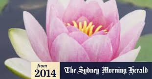 Discover wide range of best sellers flowers in our sydney flower shop. Food For The Soul