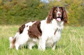 Common coat colors are black and white, liver and white, blue or liver roan, or tricolor. English Springer Spaniel Dogs And Puppies For Sale In The Uk Pets4homes
