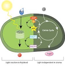 Check spelling or type a new query. Biobook Su Leaf 4 What Happens During The Light Dependent Reactions Of Photosynthesis