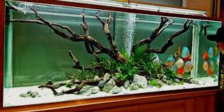 Best Aquascape Shrimp Tank With Moss Aquascape Paludarium Blog Decoraquariumdriftwood Akuarium Ide Dekorasi Rumah Ide Dekorasi