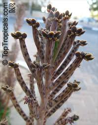 Image result for Bryophyllum tubiflorum