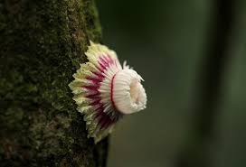 Image result for Napoleonaea angolensis