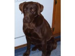 Labrador Retriever Puppies In Ohio