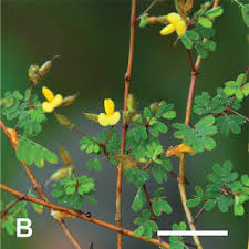 Image result for Smithia