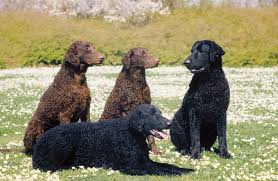 This breed has also been used in the force for drug detection, rescue missions. Curly Coated Retriever Breed Information