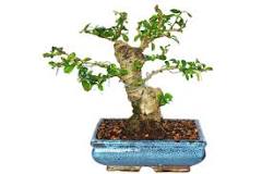 Image result for why is my fukien tea losing leaves