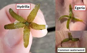 Image result for Hydrilla