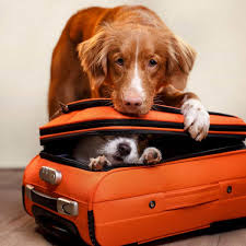 Our goal is peace of mind for you, and safety and comfort for your pet. Top 10 Tips For Traveling Long Distance With Dogs House That Barks