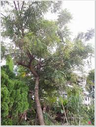 Mana nak cari daun semambu. Daun Semambu Untuk Chicken Pox Sumijelly S