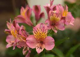 Lirio Peruano Flor Foto Gratuita No Pixabay