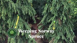 This columnar blue spruce is also good for tight spaces. Weeping Norway Spruce Youtube