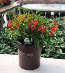 Image result for Tecoma