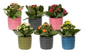 Image result for Kalanchoe rosalina