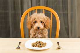 Pet water fountains work well in enticing cats to drink, and their filters ensure a fresh, clean water ultimately, whether choosing wet cat food vs. Best Dog Food Uk 2021 From Raw Wet To Dry Dog Food Puppy To Senior Food Grain Free And Hypoallergenic The Scotsman