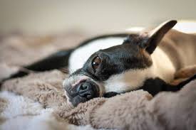 Boston Terrier Dogs | Dog Breeds