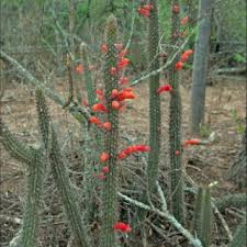 Cactus never got the attention they deserved and this is proof! Pdf A Synopsis Of The Genus Cleistocactus Lemaire Cactaceae
