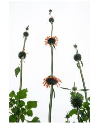 Image result for Leonotis nepetifolia