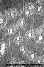 Image result for Amblygonocarpus