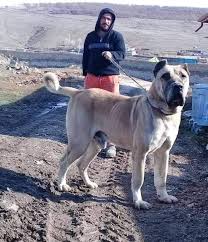 Dogo Canario Kangal Cross In 2020 Dogs Animals Pitbulls