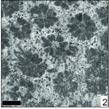 Ve el perfil de carlos miguel rodríguez pueyo en linkedin, la mayor red profesional del mundo. Luis Miguel Nieto Albert Lecturer Phd Universidad De Jaen Jaen Ujaen Centro De Estudios Avanzados En Ciencias De La Tierra Ceactierra