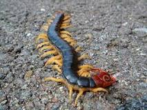 ヒアリだけじゃない!!日本在来の危険生物5選!!｜anicom you ...