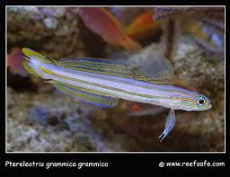 Fish Of The Week Small Gobies Trimma Eviota Priolepis Etc Page 2 Reef Central Online Community Fish Marine Fish Fish Pet