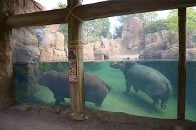 Planet Zoo Hippos Underwater Viewing Exhibits And How Fish Play A Role Frontier Forums The Zoo Zoo Nilpferd