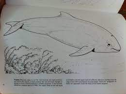 Free harbor porpoise coloring page. Fact V Log