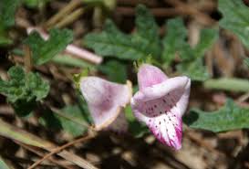 Image result for Dicerocaryum senecioides