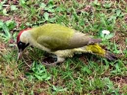 The ian symbol libraries currently contain 2976 custom made vector symbols designed specifically for enhancing science communication products with diagrammatic representations of complex processes. Picus Viridis Green Woodpecker Arthropodafotos De