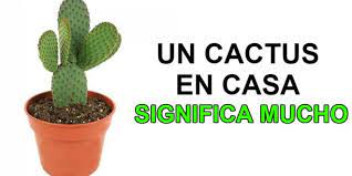 Esto ayuda a prevenir la sequedad de la piel, la garganta y las mucosas actualmente muchas especies de cactus son cultivadas con fines ornamentales. Conoce El Significado De Tener Un Cactus En La Casa Segun El Feng Shui Tipos De Cactus Cactus Cactus Planta