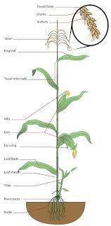 Diagram showing xylem and phloem of plant. File Maize Plant Diagram Svg Wikimedia Commons