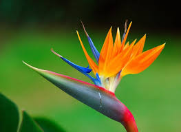 Bird Of Paradise Plant Varieties Australia All Newest Pixdaus Birds Of Paradise Flower Rare Flowers Paradise Flowers