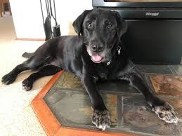 This breed of dogs has the kind of versatility that other breed of dogs. Labrador Rescue Australia Home Page Labrador Rescue Australia