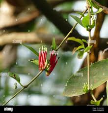 Image result for Tapinanthus forbesii