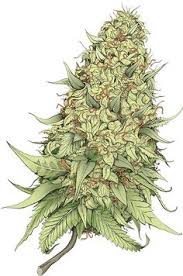 maconha tatuagem maconha tatuagem