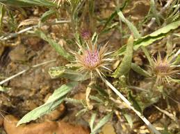 Image result for Dicoma capensis