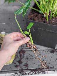 We did not find results for: Philodendron Xanadu Care Bushy And Beautiful Winterbourn