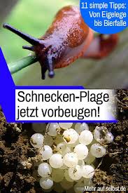 Schneckeneier Selbst De Schnecken Im Garten Schneckenbekampfung Nacktschnecken