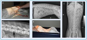 Small Animal Abdominal Radiography Todays Veterinary Practice