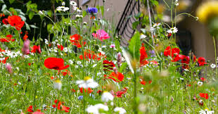Make your own haven for bees, birds more so now than ever, gardeners are being urged to transform parts of their garden into wildflower meadows to help. How To Build A Raised Wildflower Garden In A Small Backyard Seedles