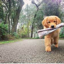 Exta Extra Read All About It Dogs And Puppies Puppies Animals