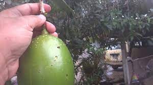 16 manfaat buah labu untuk kesehatan jenis buah satu ini memang belum banyak dijadikan olahan labu kuning bukan hanya buah dengan bentuk menggemaskan dan juga rasa yang lezat. Khasiat Buah Labu Kayu Ubat Darah Tinggi Ubat Mandul Ubat Kanser Youtube