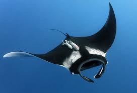 Manta Ray Without The Pilot Fish On Its Back Simplify According To Style Guide Animales Acuaticos Mantarraya Animales Marinos