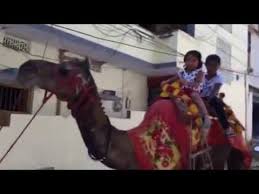The story of the weeping camel (mongolian: Story Of Weeping Camel By Shopwatchbuy