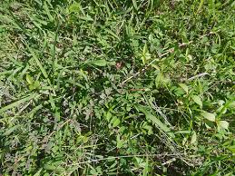 Image result for Indigofera hendecaphylla