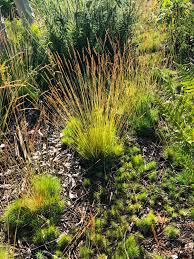 Image result for Agrostis