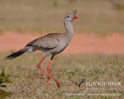 Image result for Sericorema