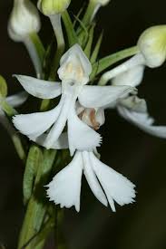 Image result for Habenaria indiana