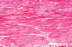 This layer is thicker in arteries than in veins. 1 779 Smooth Muscle Photos Free Royalty Free Stock Photos From Dreamstime